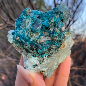 High Quality Quantum Quattro, Rare Quantum Quattro Specimen