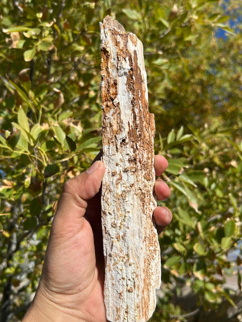 Petrified Wood Log | Crystalized Petrified Wood | 9.5 Inch Petrified ...