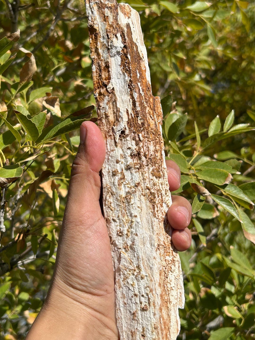 Petrified Wood Log | Crystalized Petrified Wood | 9.5 Inch Petrified ...