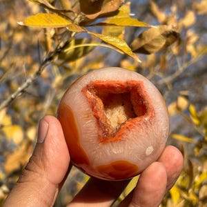 May include: A polished, spherical agate geode with a hollow center. The exterior is a mix of orange and white, with a vibrant orange interior. The geode is held in a hand, with a blurred background of yellow leaves.