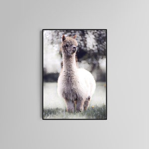 Lama Aquarell Poster Druck Hauswand Kunst Dekor Tierdruck
