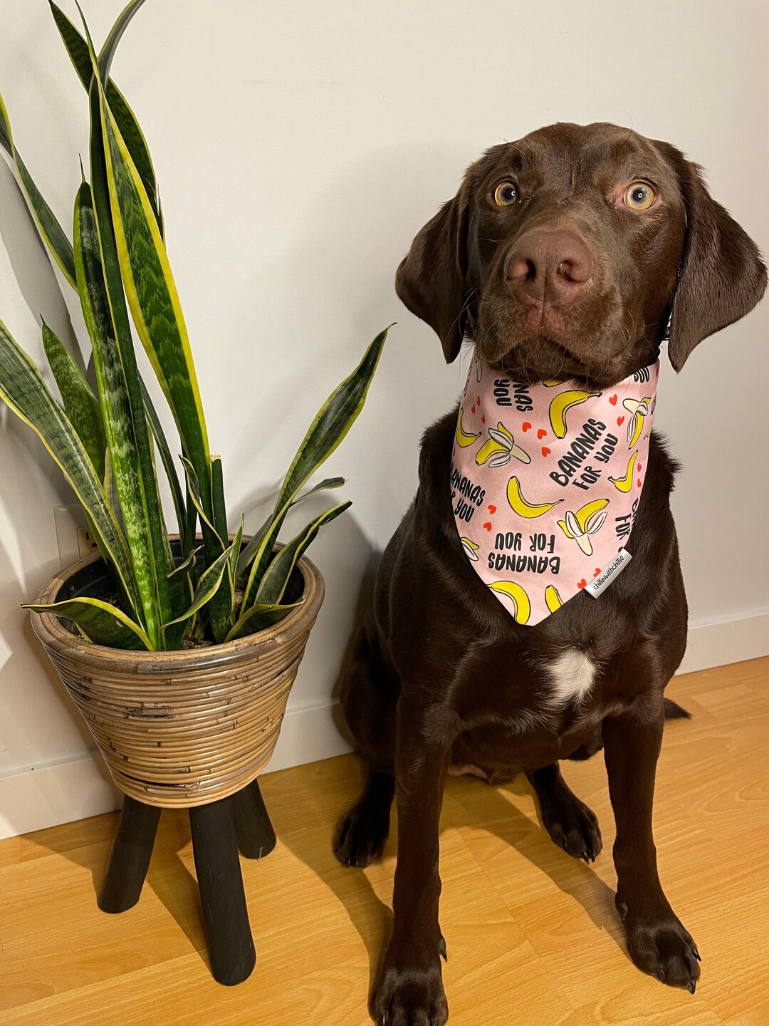 Over the Collar Dog/cat Bandanabananas for You Valentines Etsy