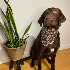 Over the collar Dog/Cat Bandana-Little Bit Salty