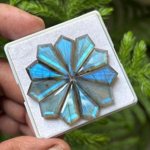 May include: A collection of eight kite-shaped labradorite gemstones arranged in a circular pattern on a white square display card. Each stone features a polished surface with a distinct iridescent blue flash that shifts across the faceted faces.