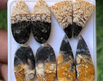 Palm Root Agate Cabochon Pairs, Mix Shape Gemstones (21-28mm)