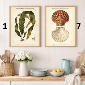 Vintage Coastal Wall Art Prints, Seaweed Botanical Set, Marine Life Shell Posters, Beach House Decor, Coastal Grandmother Gift, A4 Prints