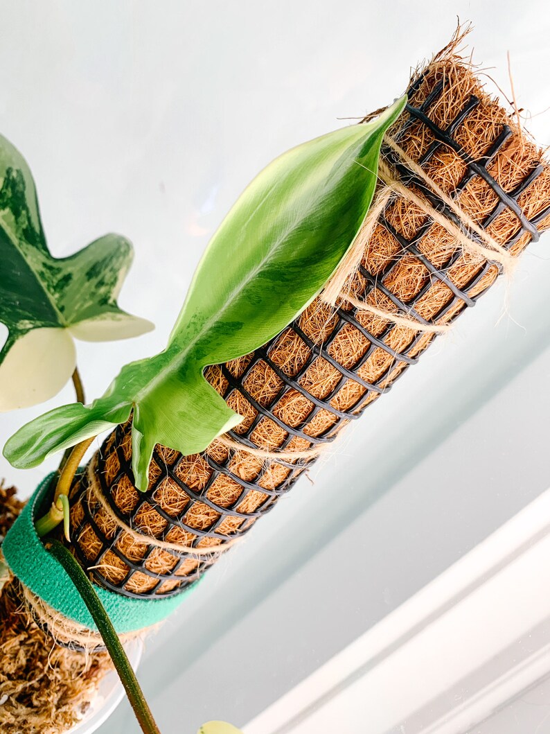 12 18 Stackable Moss Pole Black Mesh Netting Plant Support Etsy