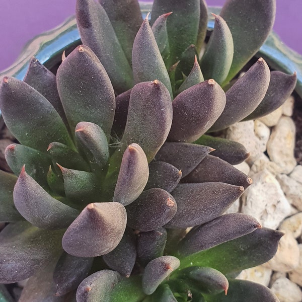 Echeveria Black Knight Sukkulente im 5,5cm Pflanztopf