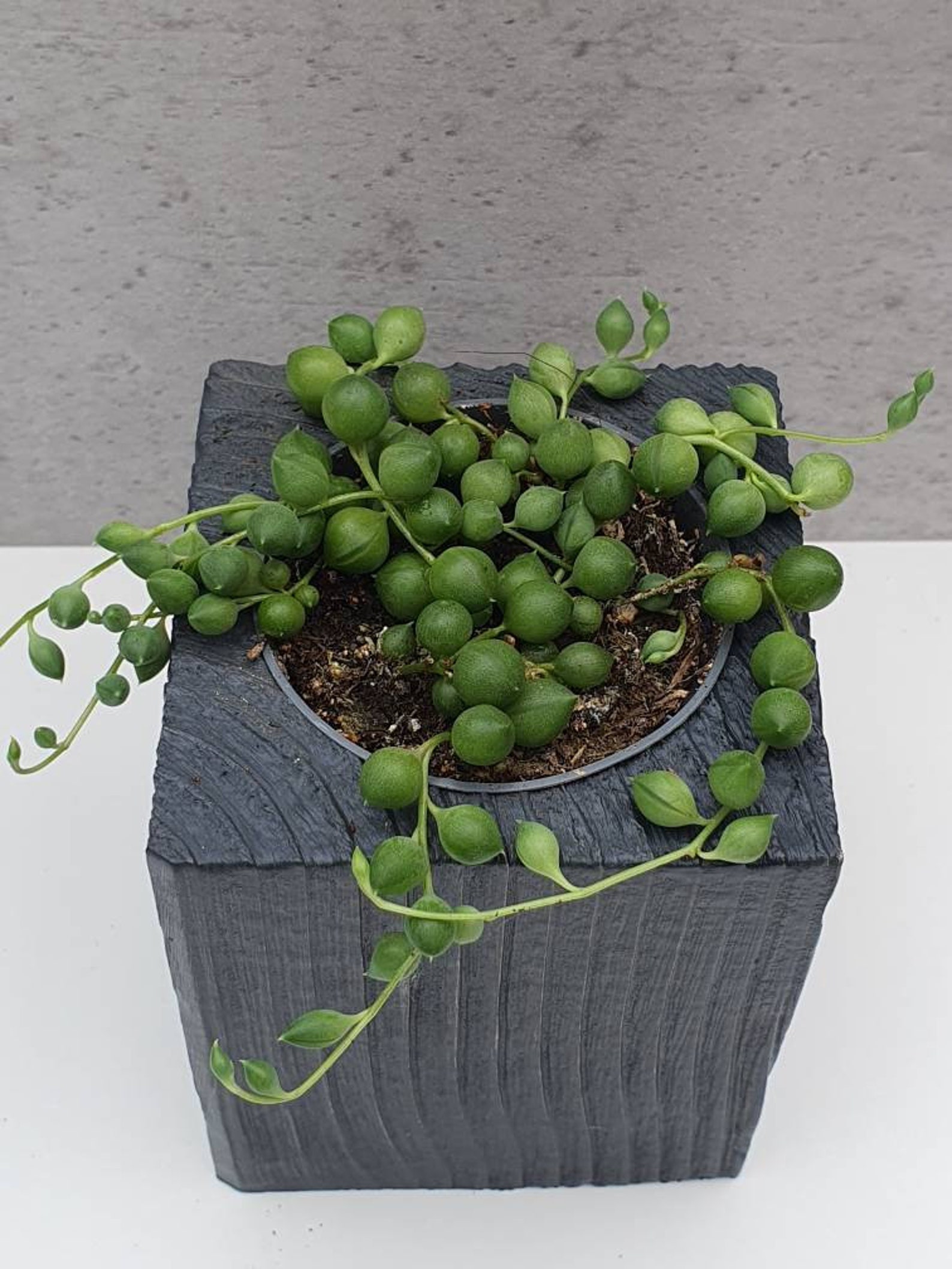 Pea plant succulents in 5.5 cm pot from our own breeding Etsy