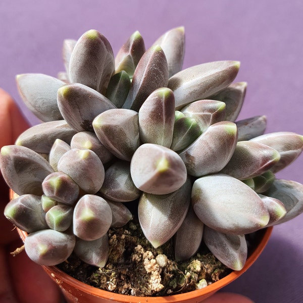 Echeveria hookeri Sukkulente im Pflanztopf