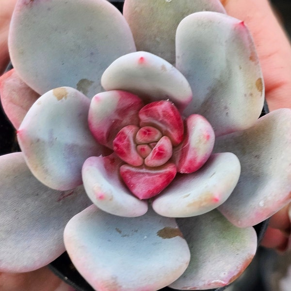 Echeveria Sang-A Snow Angel Sukkulente im 5,5cm Pflanztopf