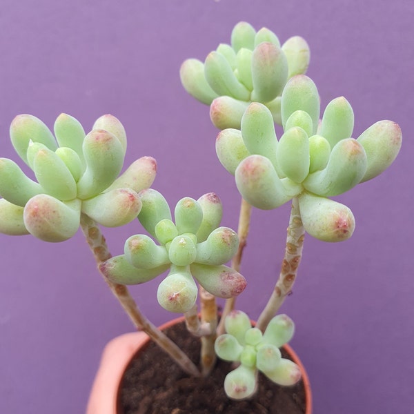 Sedum pachyphyllum succulent in a 5.5 cm plant pot