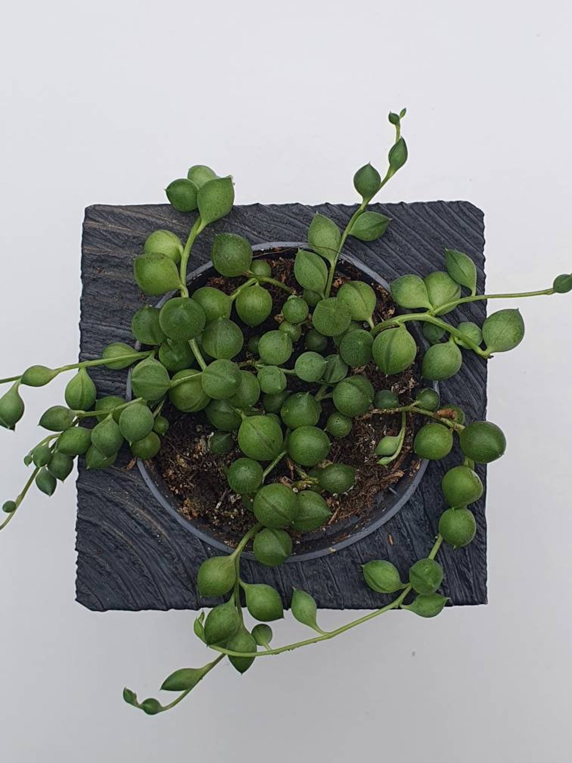 Pea plant succulents in 5.5 cm pot from our own breeding Etsy