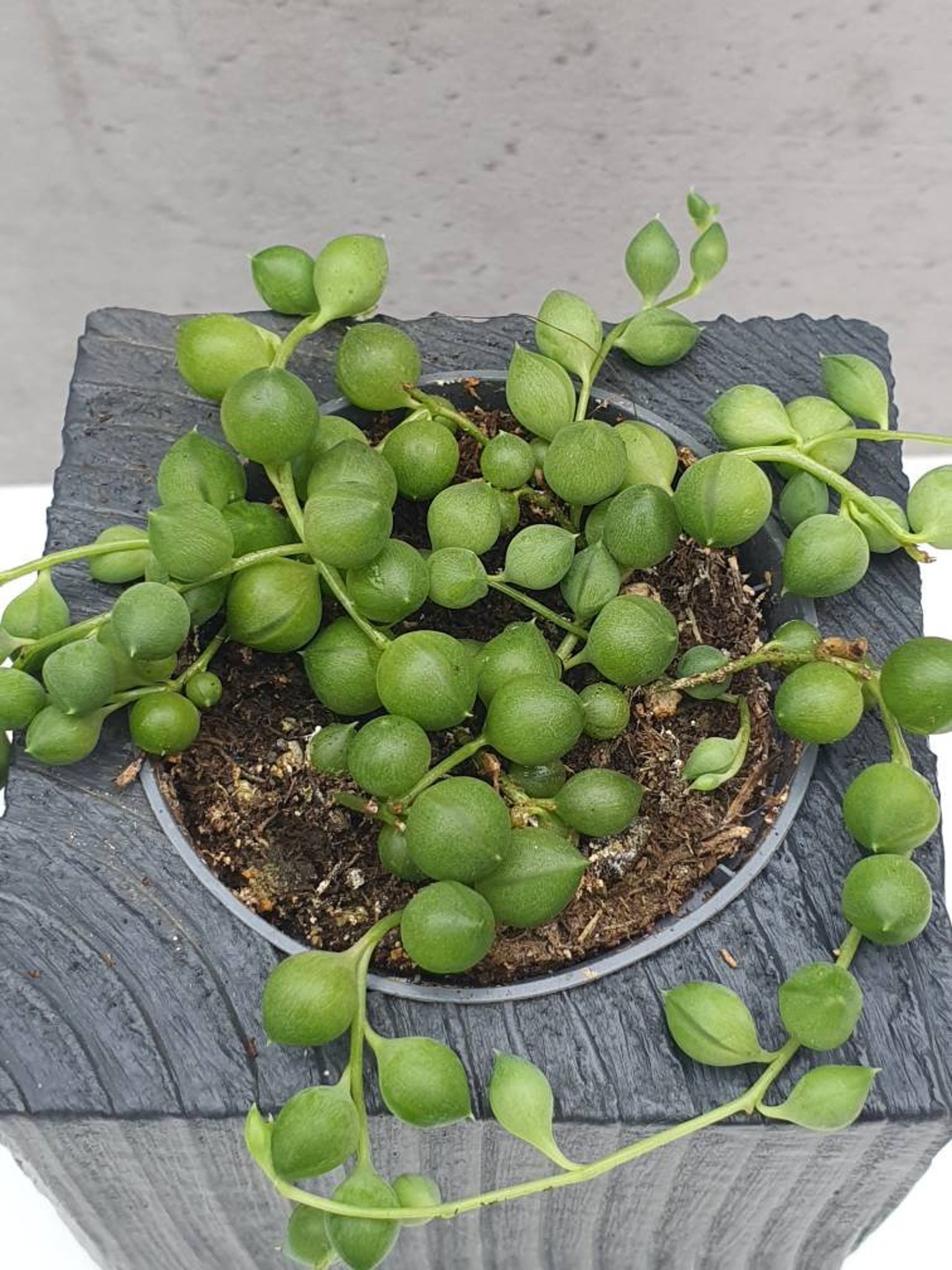 Pea plant succulents in 5.5 cm pot from our own breeding Etsy