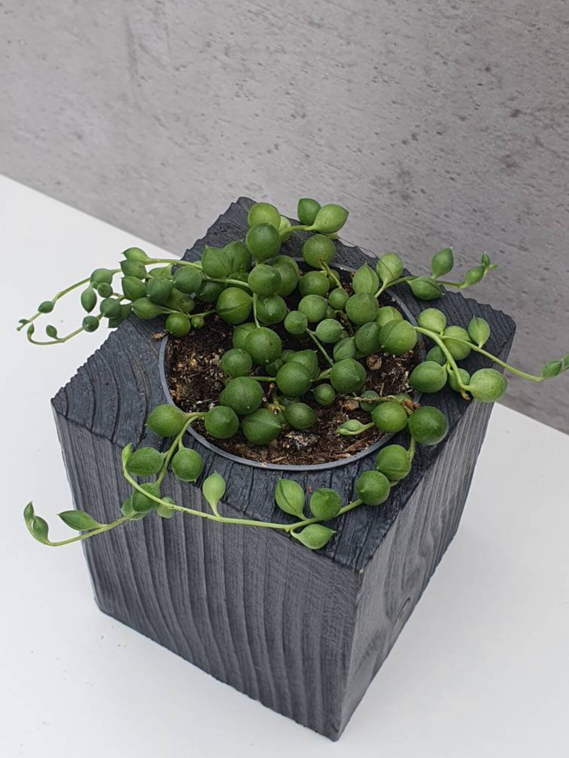 Pea plant succulents in 5.5 cm pot from our own breeding Etsy