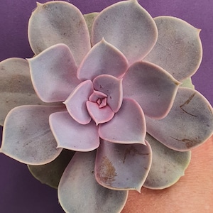 Echeveria Perle von Nürnberg Suculenta en maceta de 5,5 cm