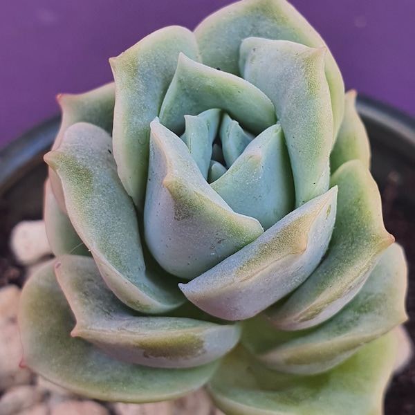 Echeveria lovely Rose Sukkulente im 5,5cm Pflanztopf