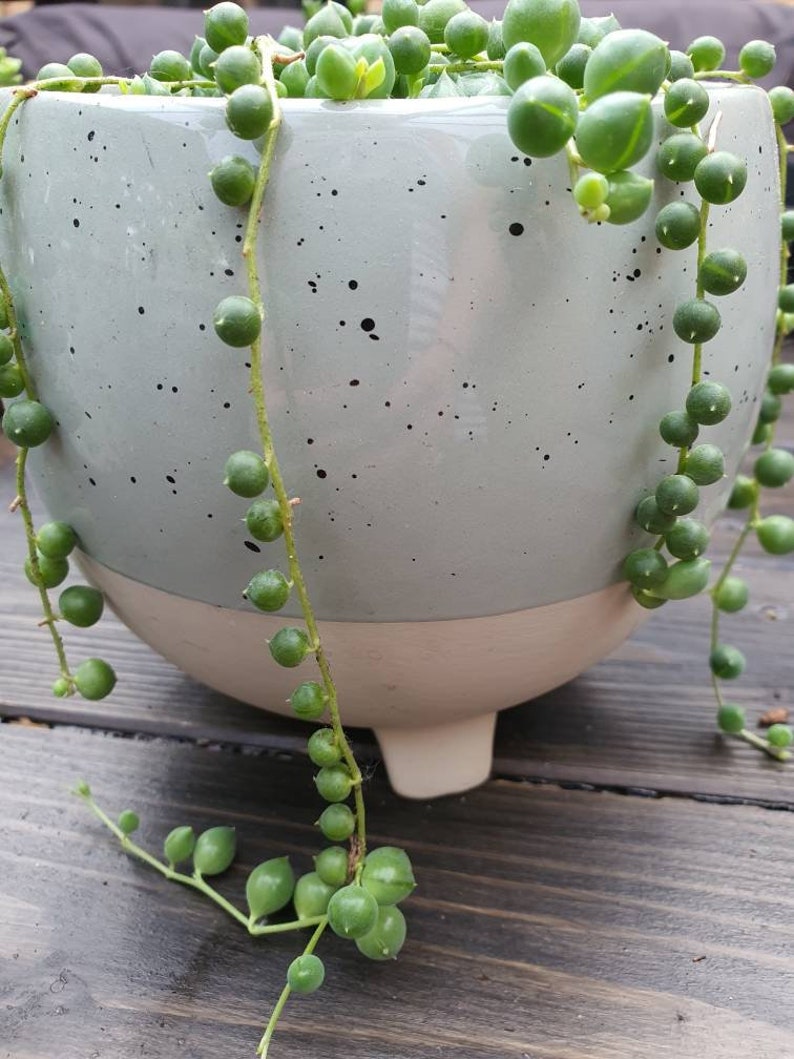 Pea plant succulents in 5.5 cm pot from our own breeding Etsy