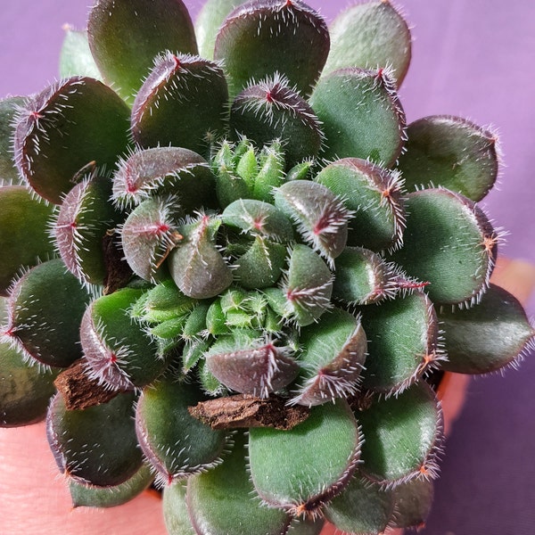 Echeveria Scorpio Sukkulente im Pflanztopf