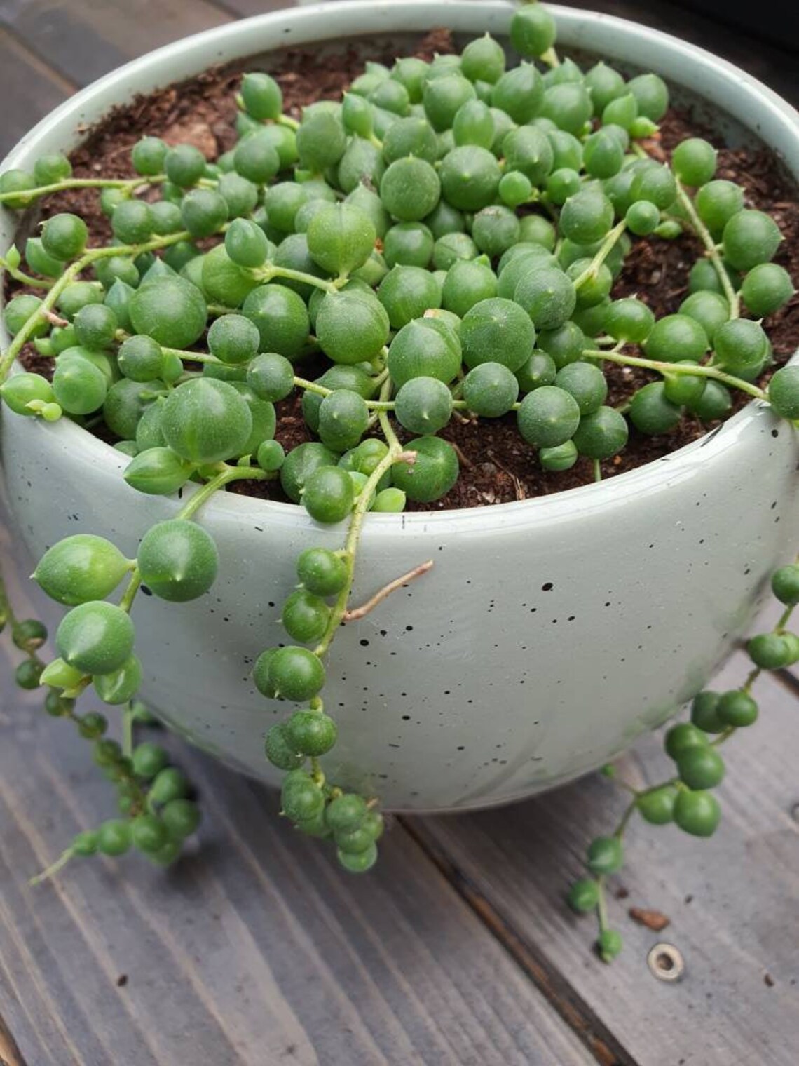 Pea plant succulents in 5.5 cm pot from our own breeding Etsy