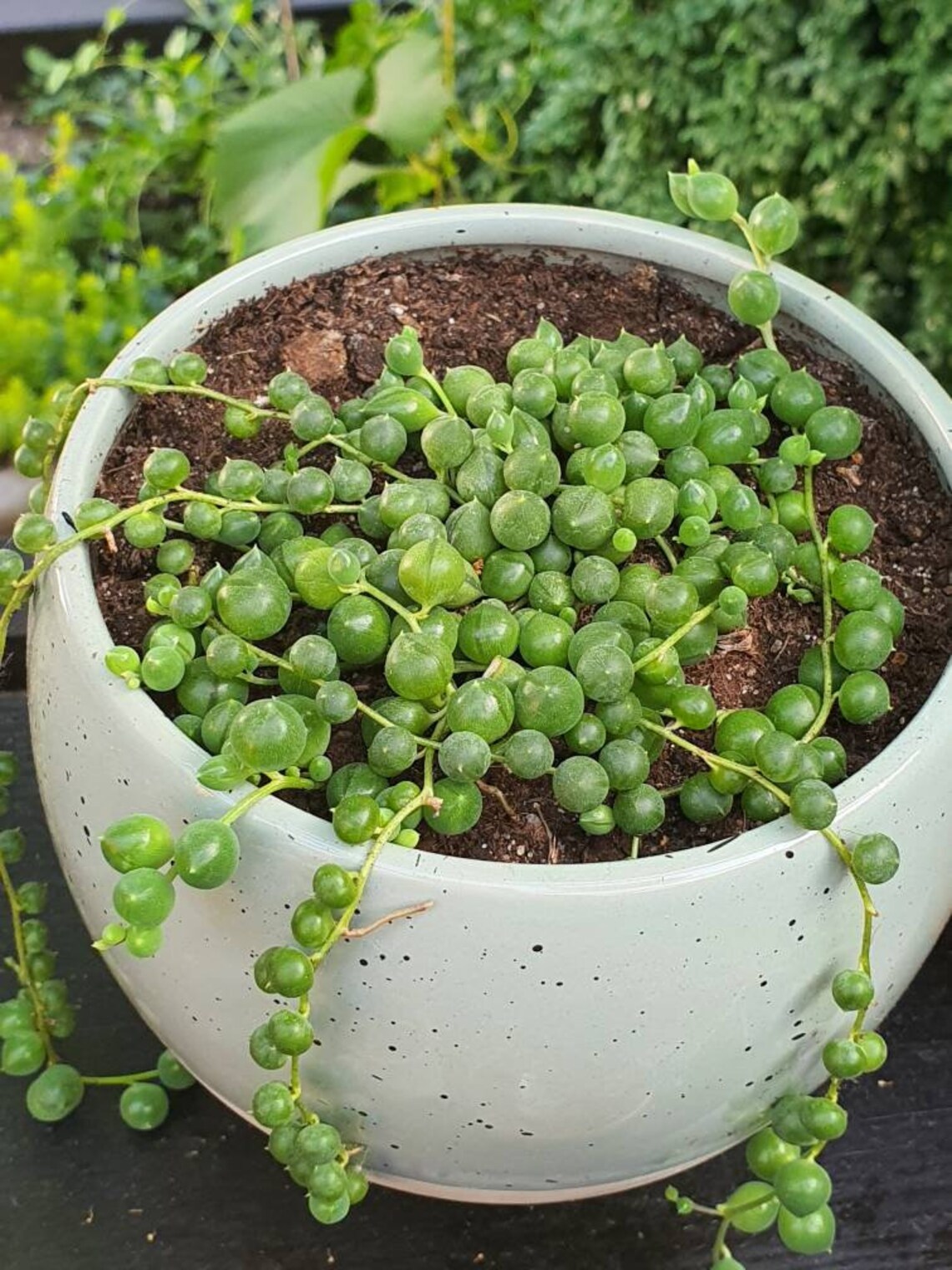 Pea plant succulents in 5.5 cm pot from our own breeding Etsy