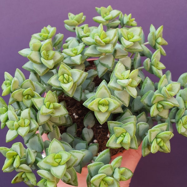 Crassula perforata succulent in a 5.5 cm pot directly from the breeder