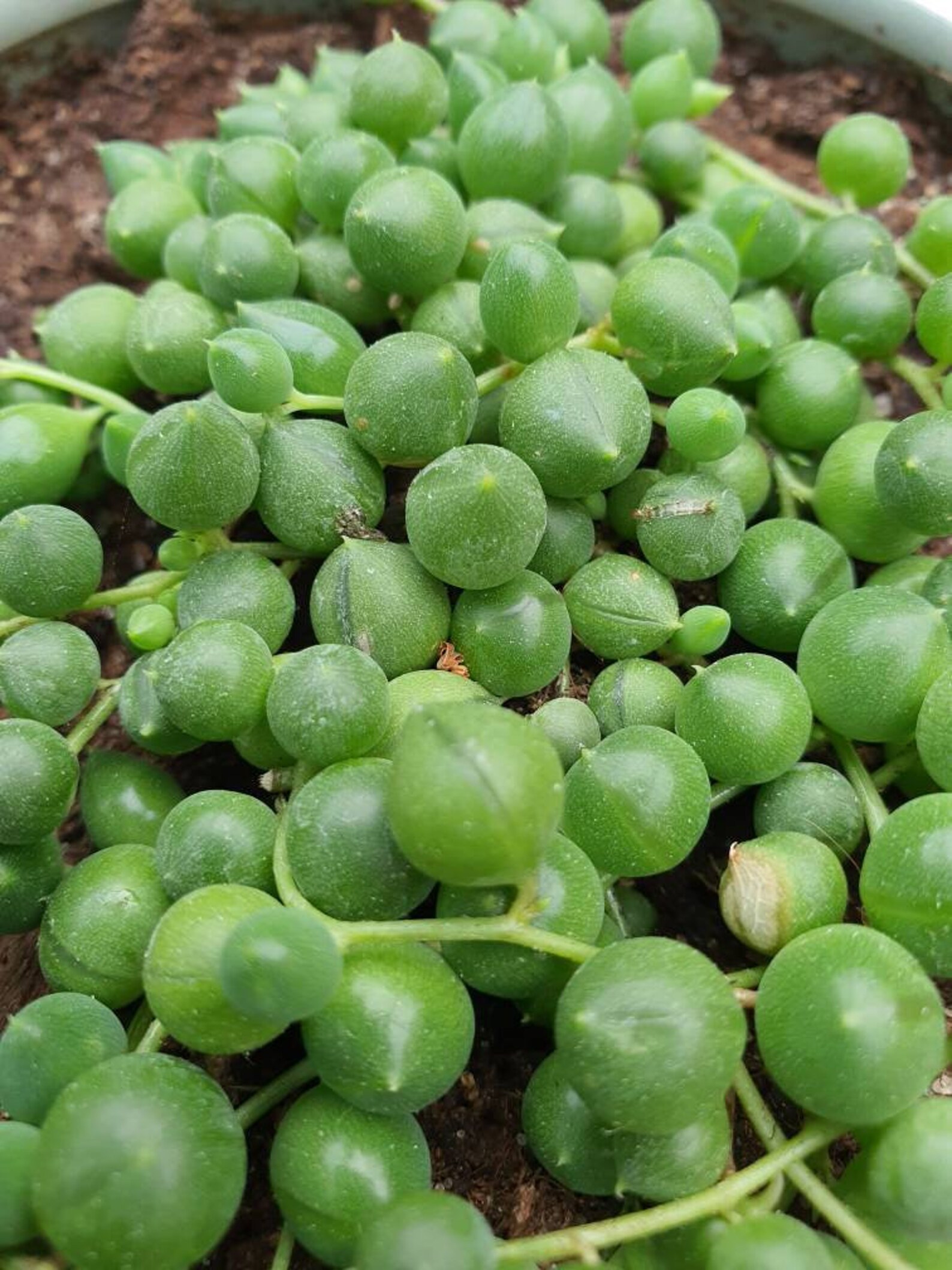 Pea plant succulents in 5.5 cm pot from our own breeding Etsy