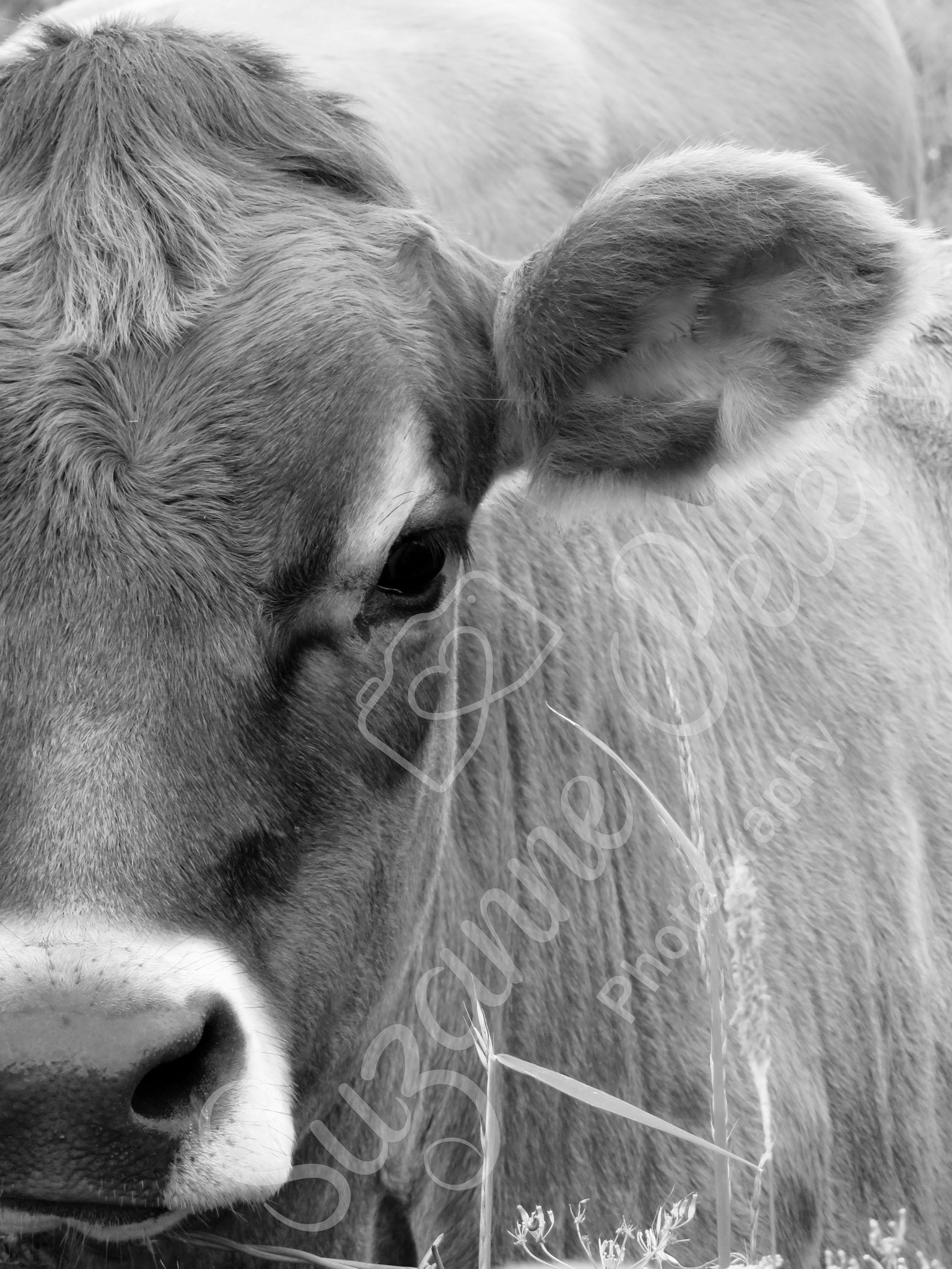 Jersey Cow / Black and White Cow Print / Cow Image / Etsy