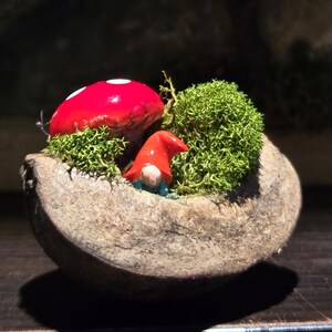 May include: A miniature fairy garden scene in a rustic, stone-like bowl. It features a bright red mushroom with white spots, a small gnome with a red hat, and vibrant green moss. The scene evokes a whimsical, fantasy theme.