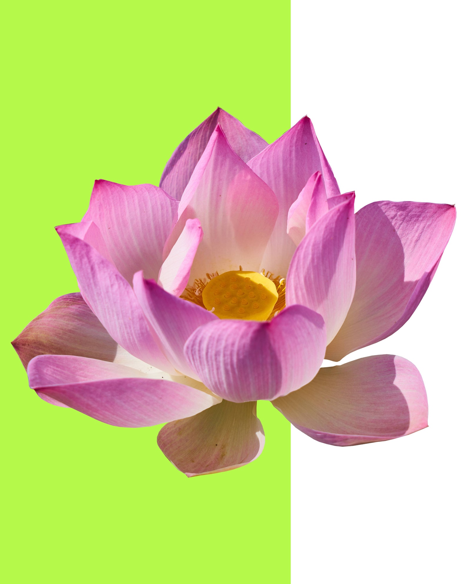 Modern Art Pink Lotus Digital Download Flower Wall Art Etsy