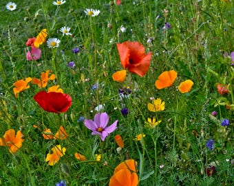 Poppies in a Meadow-Mounted print