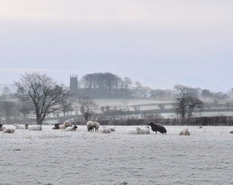 Somewhere Off the A30!!  Large Mounted Print Winter scene sheep and Church setting