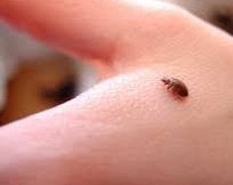 Home-Made Bed Bug Solution for Life that works 100% and Multiple uses