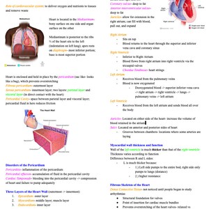 The Cardiovascular System Notes- Anatomy and Physiology- Nursing School Prerequisite Class