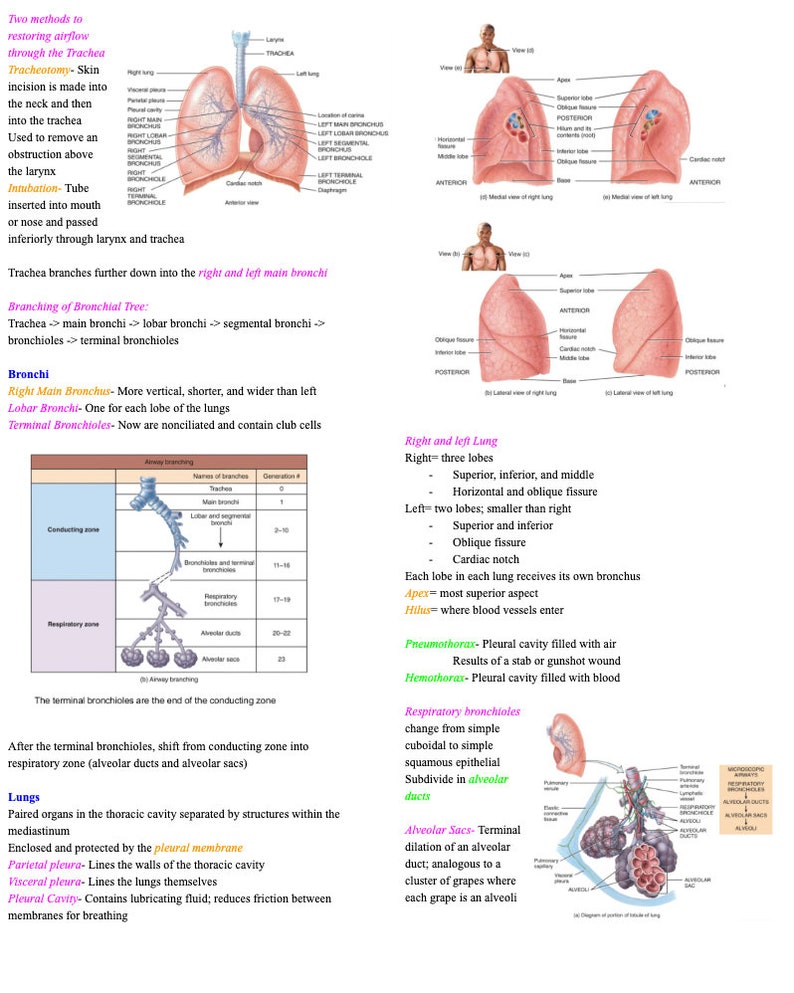 Respiratory System Notes Anatomy and Physiology Nursing School Prerequisite Etsy