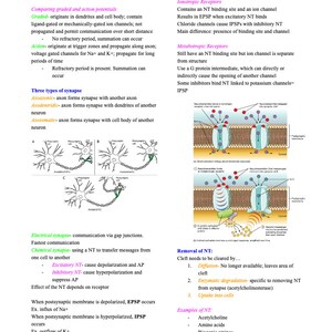 Nervous System- Anatomy and Physiology- Nursing School Prerequisites