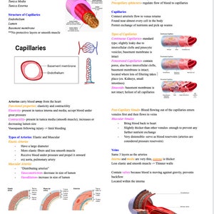 May include: Diagram illustrating the structure of blood vessels and circulation. The diagram shows the different layers of arteries, veins, and capillaries, as well as the flow of blood through the circulatory system. The diagram also includes text labels describing the different types of blood vessels and their functions.