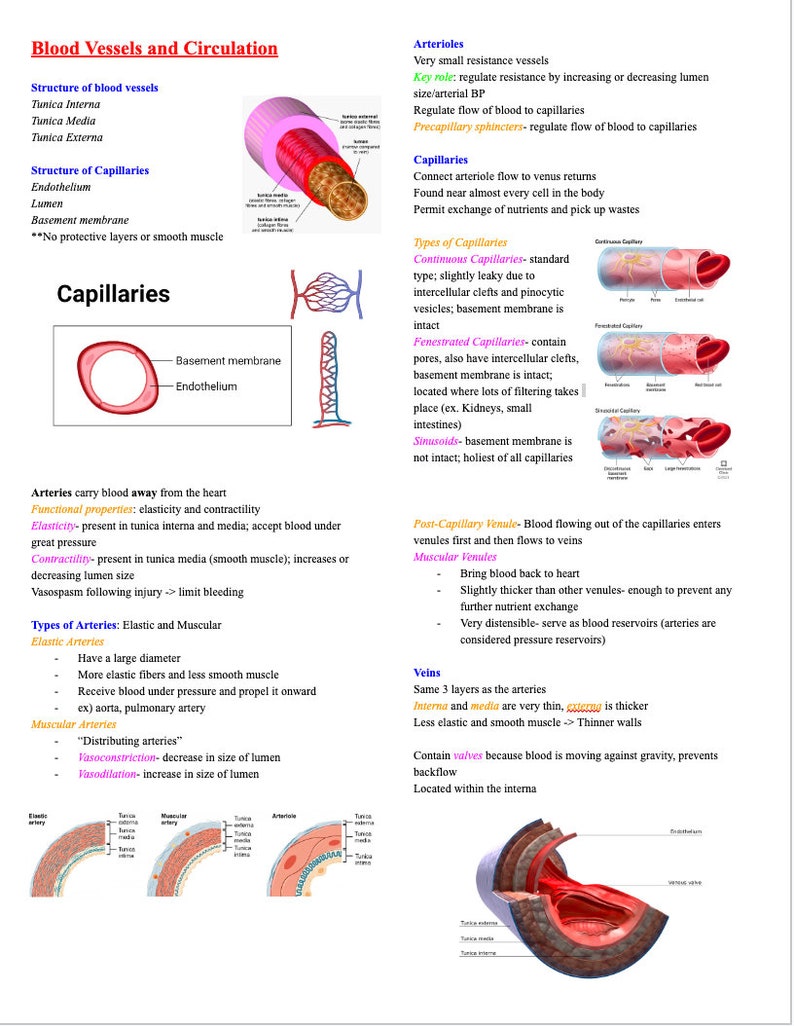 Blood Vessels and Circulation Anatomy and Physiology Nursing Biology Diagrams