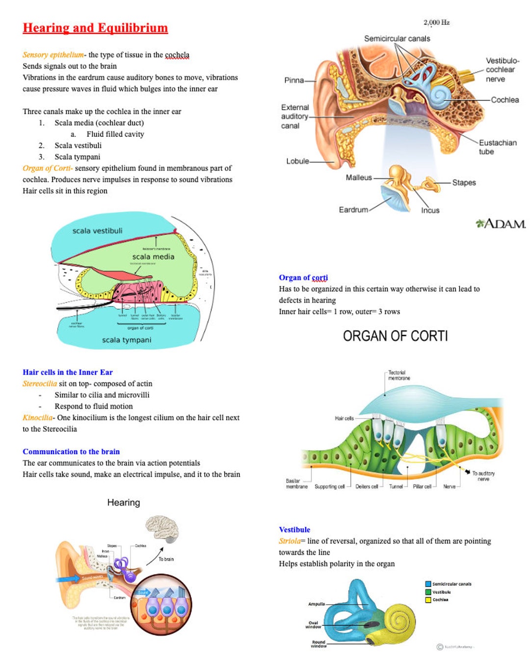 Hearing and Equilibrium Anatomy and Physiology Nursing School ... Biology Diagrams