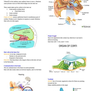 Hearing and Equilibrium- Anatomy and Physiology- Nursing School Prerequisite