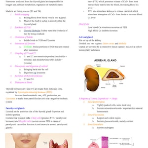 Endocrine System Notes- Anatomy and Physiology- Nursing School Prerequisite