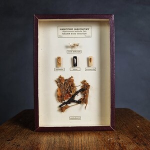 Può includere: Una collezione di insetti incorniciata con il titolo "Namiotnik Jabloniowy" (bruco della tenda) e il nome scientifico "Hyponomeuta malinella Zell". L'esposizione mostra le diverse fasi del ciclo di vita dell'insetto, tra cui l'uovo, la larva, la pupa e l'adulto.