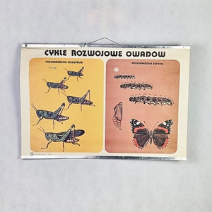 Tablero educativo, gráfico escolar, tablero botánico vintage, insectos, década de 1980