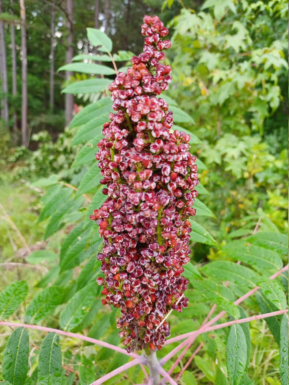 3 Fresh Cut Staghorn Sumac Seed Heads Etsy