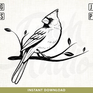 Kardinal Vogel SVG, Kardinal Auf Zweig SVG, Kardinal auf Zweig SVG, Kardinal auf Zweig SVG, Weihnachten Cut Files, Cricut, roter Vogel svg, Png