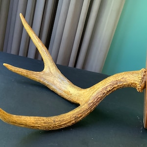 A wall-mounted wild Deer antler, on a wood hanger, a wooden pallet, ready to hang