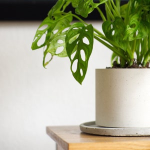 Könnte beinhalten: Eine grüne Monstera-Pflanze mit großen, durchlöcherten Blättern in einem weißen Betontopf mit einer passenden Untertasse. Der Topf steht auf einem Holztisch.