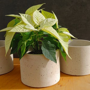 Concrete pot MALI concrete flower pot handmade 3er Set