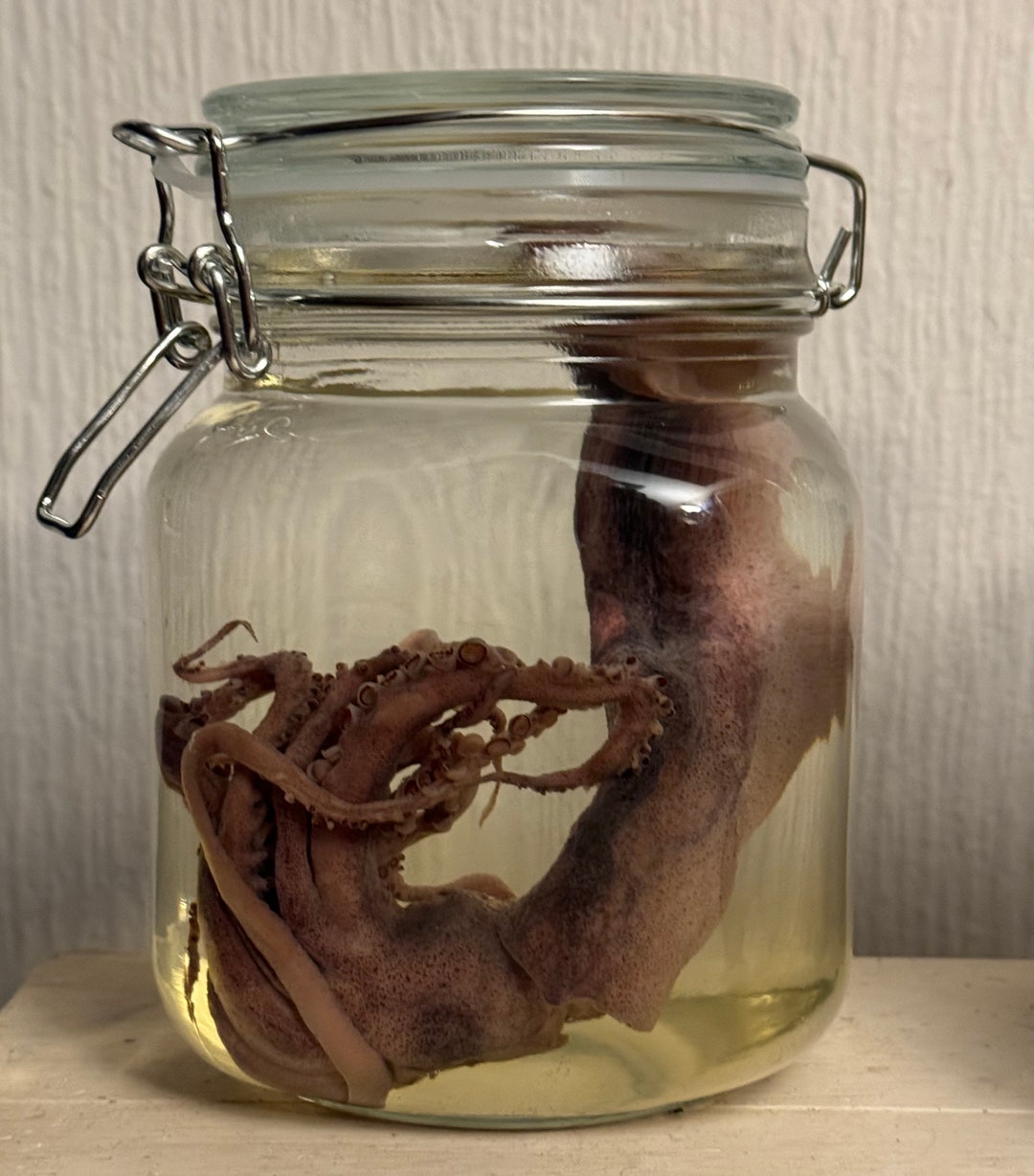Wet Specimen Squid 8 With Jar - Etsy
