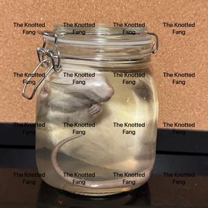 Wet Specimen Rat w/ Jar